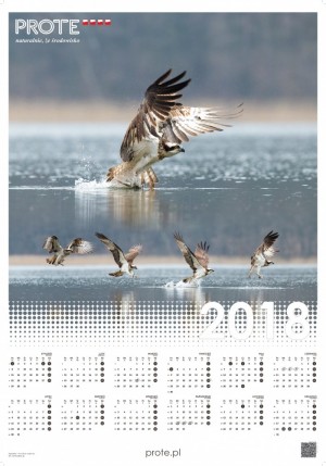 kalendarz plakatowy PROTE 2018_DRUK_Strona_1.jpg