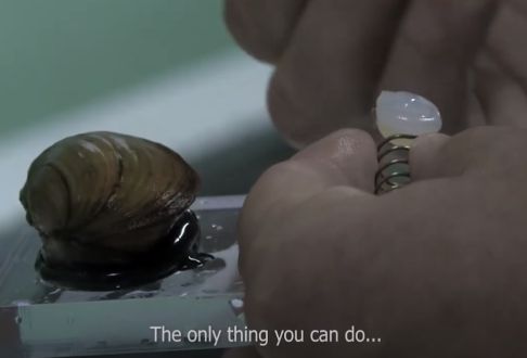 symbio-mussels-on-a-movie-festival-in-canada